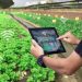 Digitalisasi Pertanian, Upaya Mewujudkan Ketahan Pangan di Era Baru
