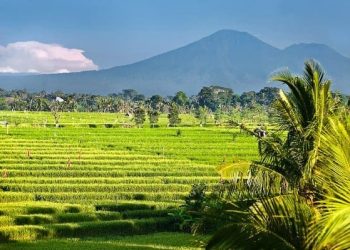 Menilik Alasan Indonesia Dijuluki Sebagai Negara Agraris