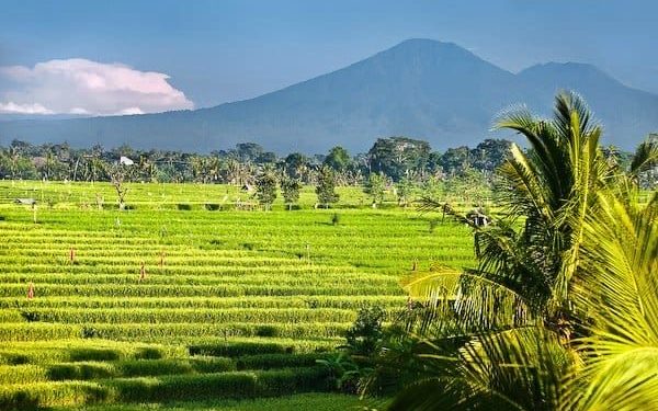 Menilik Alasan Indonesia Dijuluki Sebagai Negara Agraris