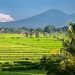 Menilik Alasan Indonesia Dijuluki Sebagai Negara Agraris