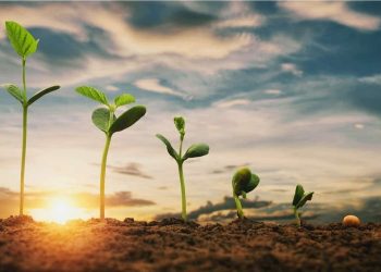 Peran Cahaya Pada Pertumbuhan dan Perkembangan Tanaman