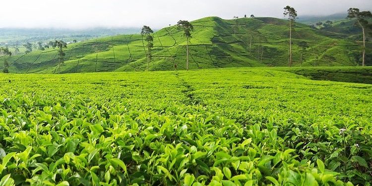 Agrowisata, Peluang Ekonomi Kreatif Baru Bagi Indonesia