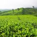 Agrowisata, Peluang Ekonomi Kreatif Baru Bagi Indonesia