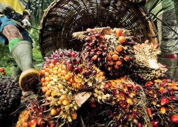 Dorong Kinerja Perseroan, SSMS Tingkatkan Digitalisasi Perkebunan Sawit Terintegrasi