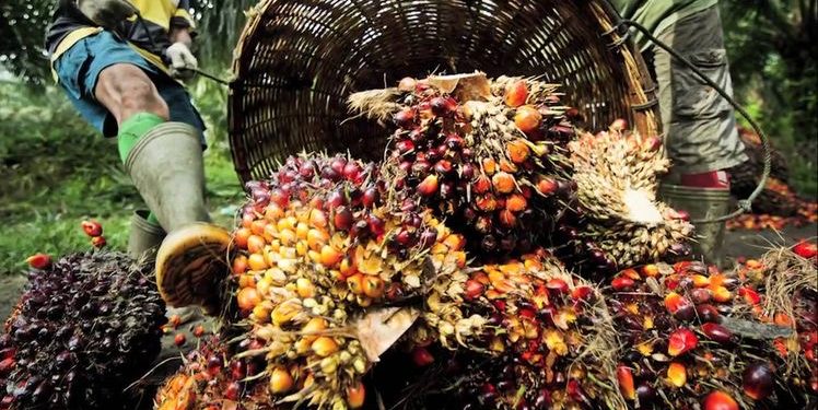 Dorong Kinerja Perseroan, SSMS Tingkatkan Digitalisasi Perkebunan Sawit Terintegrasi