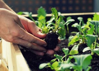 Hortikultura
