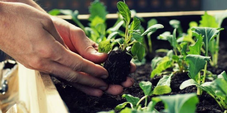 Hortikultura