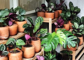 Gejala-Gejala Tanaman yang Kekurangan Unsur Hara