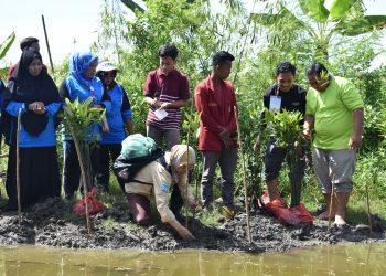 Menjaga Kelestarian Lingkungan, PK IMM FAPERTA Bersama Fakultas Pertanian UMSU Lakukan Penanaman Bibit Mangrove