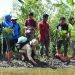 Menjaga Kelestarian Lingkungan, PK IMM FAPERTA Bersama Fakultas Pertanian UMSU Lakukan Penanaman Bibit Mangrove