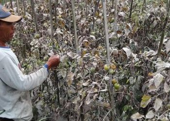 Penyebab Gagal Panen