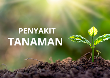 Penyakit Tanaman : Pengertian , Gejala ,Beserta Jenisnya