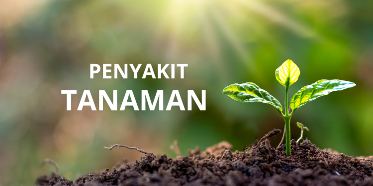 Penyakit Tanaman : Pengertian , Gejala ,Beserta Jenisnya
