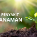 Penyakit Tanaman : Pengertian , Gejala ,Beserta Jenisnya