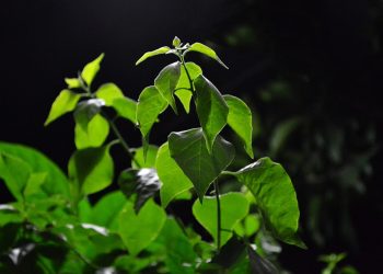 Pemuliaan Tanaman: Pengertian, Tujuan, Teknik, dan Contoh dalam Meningkatkan Produktivitas dan Kualitas Tanaman