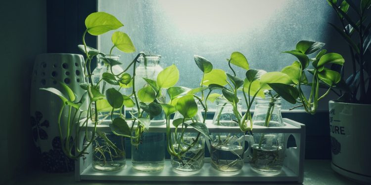 Apa Itu Water Propagation ,Kelebihan dan Kekurangannya