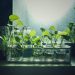 Apa Itu Water Propagation ,Kelebihan dan Kekurangannya