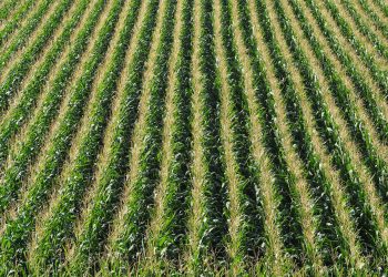 Apa Itu Pertanian Monokultur, Kelebihan dan Kekurangannya