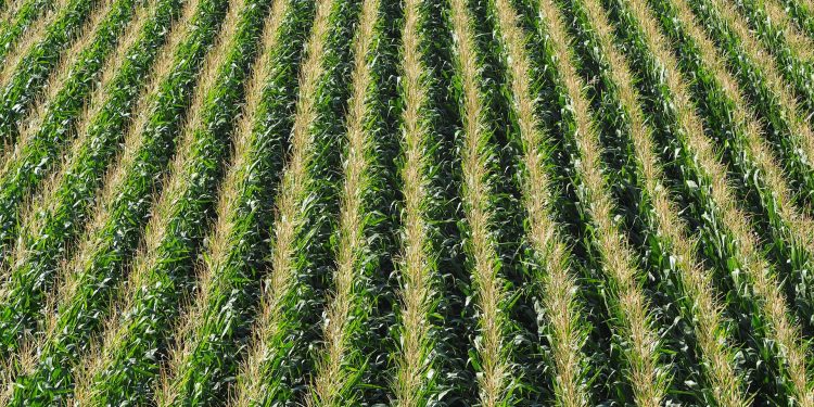 Apa Itu Pertanian Monokultur, Kelebihan dan Kekurangannya