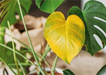 Penyebab dan Mengatasi  Daun Berubah Warna Menjadi Kuning