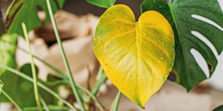 Penyebab dan Mengatasi  Daun Berubah Warna Menjadi Kuning