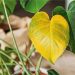 Penyebab dan Mengatasi  Daun Berubah Warna Menjadi Kuning
