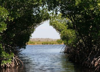 Hutan Mangrove : Pengertian , Fungsi , Ciri-ciri dan Manfaatnya