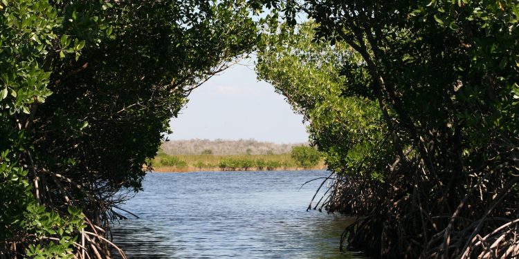 Hutan Mangrove : Pengertian , Fungsi , Ciri-ciri dan Manfaatnya