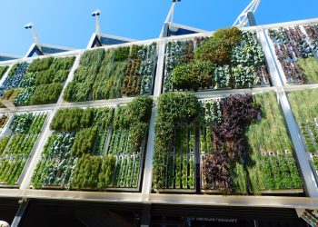 Berkebun di Lahan Minimalis Dengan Konsep Vertical Garden