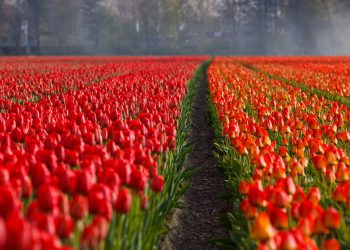 Pengertian , Budidaya, Jenis dan Manfaat Tanaman Hias