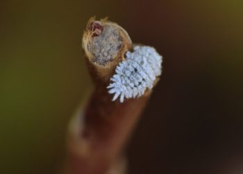 Penyebab Kutu Putih Pada Tanaman dan Cara Membasminya