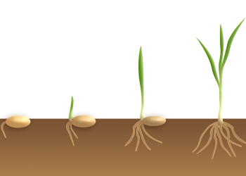 Pengertian Tumbuhan Monokotil dan Dikotil Beserta Perbedaannya