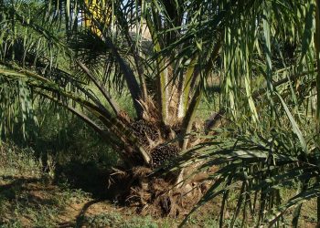 Produk-Produk Pertanian Merupakan Komoditas Ekspor Indonesia.