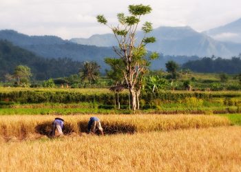 Pengertian, Macam dan Manfaat Limbah Padi