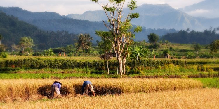 Pengertian, Macam dan Manfaat Limbah Padi