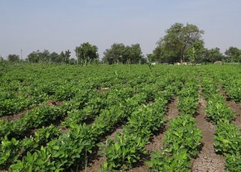 Apa Itu Pertanian Lahan Kering