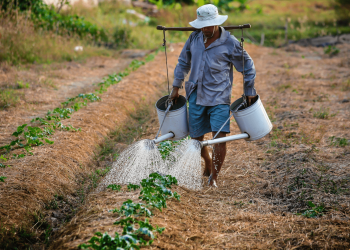 Tips Memberi Air Pada Tanaman  Yang Baik & Benar