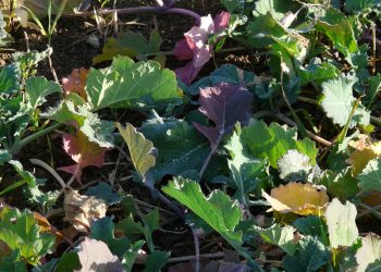 Apa Itu Tumpang Sari