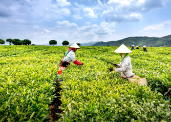 Pertanian Subsisten ,Tipe dan Keuntungannya