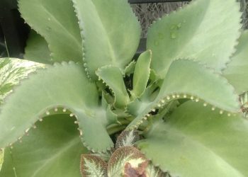 Manfaat Tanaman Cocor Bebek