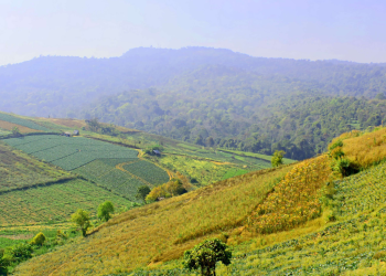 Pengertian Agroforestri, Jenis, Contoh dan Manfaatnya