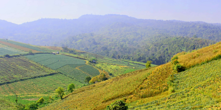 Pengertian Agroforestri, Jenis, Contoh dan Manfaatnya