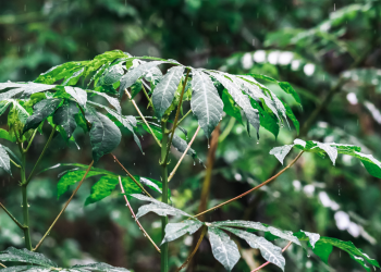 Manfaat Daun Singkong Untuk Kesehatan