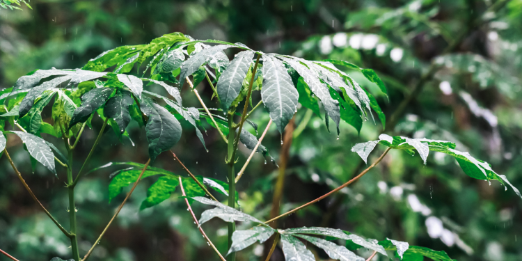 Manfaat Daun Singkong Untuk Kesehatan