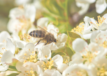 Penyerbukan , Pengertian ,Macam dan Prosesnya