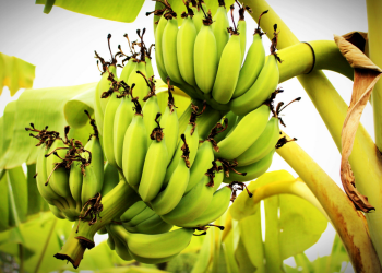 Tumbuhan Yang Berkembang Biak Dengan Tunas