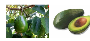 Manfaat Buah Alpukat bagi Kesehatan