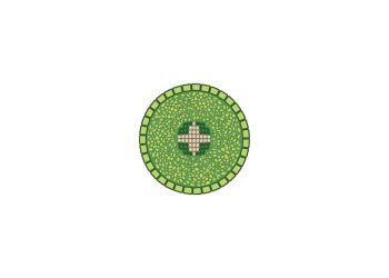 Stomata Pada Daun ,Fungsi dan Tipenya