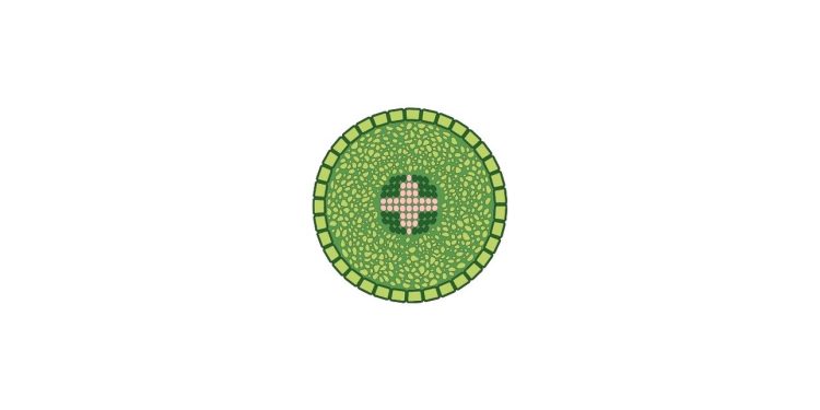 Stomata Pada Daun ,Fungsi dan Tipenya
