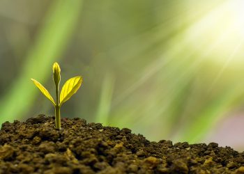 Pengertian Stek, Jenis, Cara dan Faktor Yang Mempengaruhi